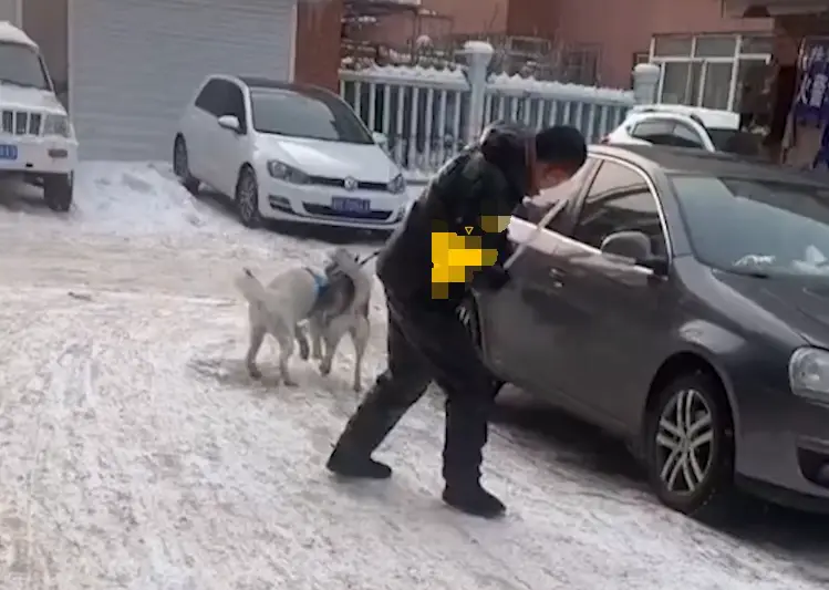 _吉林男子领俩哈士奇拉雪橇，不料二哈“血脉觉醒”，主人被狗拖走_吉林男子领俩哈士奇拉雪橇，不料二哈“血脉觉醒”，主人被狗拖走