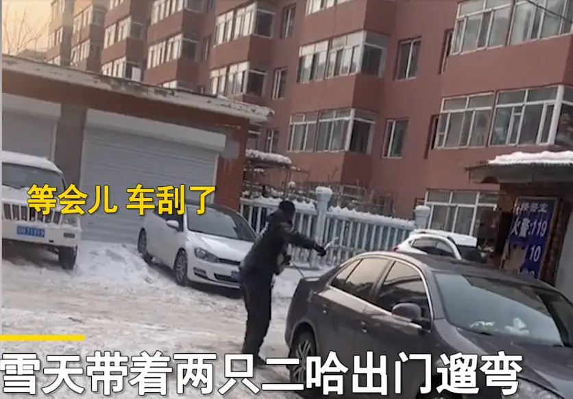 吉林男子领俩哈士奇拉雪橇，不料二哈“血脉觉醒”，主人被狗拖走_吉林男子领俩哈士奇拉雪橇，不料二哈“血脉觉醒”，主人被狗拖走_