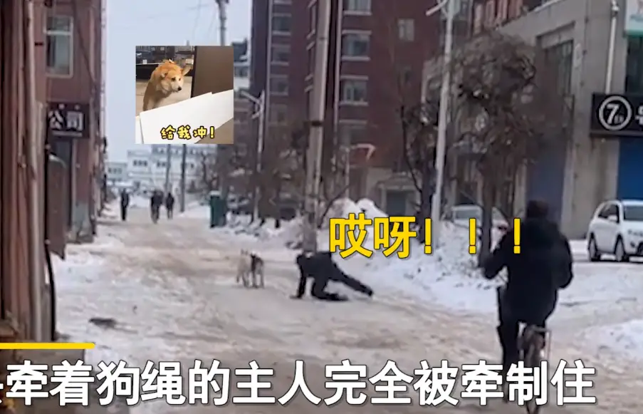 吉林男子领俩哈士奇拉雪橇，不料二哈“血脉觉醒”，主人被狗拖走_吉林男子领俩哈士奇拉雪橇，不料二哈“血脉觉醒”，主人被狗拖走_